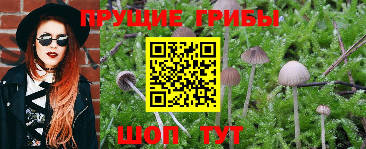 Псилоцибиновые грибы Psilocybe Знаменск
