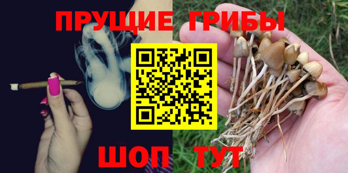 Псилоцибиновые грибы Psilocybe  Знаменск 